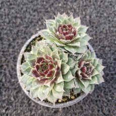 봄의정원 퍼시픽햅 바위솔-C, 1개, 계절에따라 변함