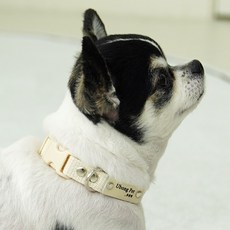 이름 무료 각인 순면 강아지 목줄 소형견 중형견, 아이보리, 1개