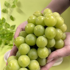 국내산 논산 샤인머스캣 고당도 정품, 1개, 1kg