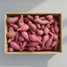 꿀고구마 해남 특품 한입, 1박스, 2kg