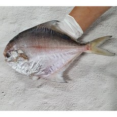 제철 목포 반건조병어 손질 제수용 산지직송 덕자 말린생선 찜 구이, 1개, 반건조 병어 23cm내외 1마리