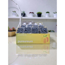 [푸르름] 항공직송 슈퍼푸드 생 블루베리 16-18mm, 1세트, 750g