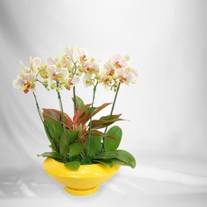 에버스트링라이트MTFF026, 서울특별시／광역시／경기도, 베이직, 필요없음