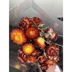 荷蘭進口麥桿菊乾燥花原裝把，五色可選，DIY花材乾燥花藝設計首選, 古典橘黃