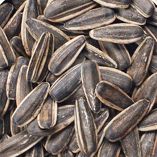 조은두리 해바라기씨