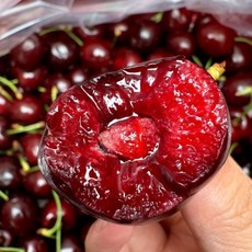[Brix20이상] 달콤한과즙 생체리 왕체리 칠레산 미국산 항공직송, 1개, 고당도 체리 500g