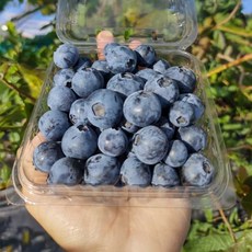 푸드웨이브 칠레산 생 블루베리 큰사이즈, 6개, 125g