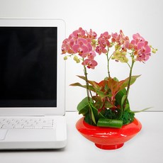 살구향MTFF019, 서울특별시／광역시／경기도, 베이직, 필요없음