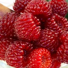 국내산 급냉산딸기 500g x 1팩 묘목