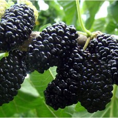 (과일천국1번지) 냉동 오디, 10kg, 1개