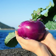 [산지직송] 해풍맞은 고당도 제주 콜라비, 1개, 1kg