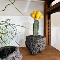 사철 예쁜 노랑접목 선인장L - 블랙 스톤화분, 화분포함 완제품(받침없음), 1개