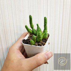 P老闆園藝 便便蘿摩, 1個