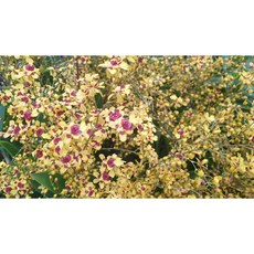 [신라난농원]환타지아.향천.오직.온리유(쵸코렛향).예쁜노랑색의 버건디.와인색립프.특대품.색상예쁨.향이진짜좋니다.인기상품.고급.재입고.필독뒷사진참고, 1개