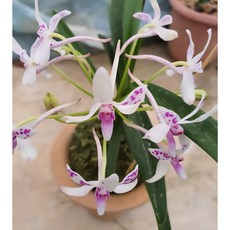 특별한 칼라 자홍선(풍란), 1개