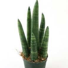 갑조네 예쁜 다육이식물 스투키(소품)(굵은무늬형), 1개, 단일