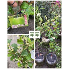 霏霏園藝 春雪蜜棗，成熟掛果，附授粉苗