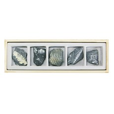 [ARi-D4439-C] 고사리화석세트 5종1조