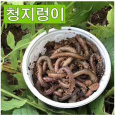 산지렁이 청지렁이 장어 낚시용미끼 살아있는 지렁이(생물 반품 교환불가), 1개