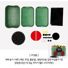 콩나물 키우기 키트 콩나물시루 수경재배 교구 재료, 선인장