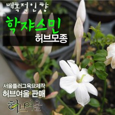 [허브여울모종] 학자스민 (학쟈스민 재스민) 모종 (서울육묘생산 허브여울판매 정품모종), 2개