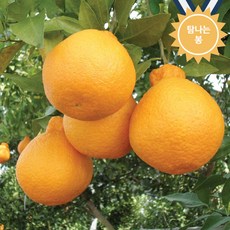 포트묘 3년생 한라봉나무, 1개