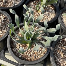 [올식스] 콘코르디아나 씨앗5립 알부카 괴근식물 플랜테리어 반려식물 공기정화식물, 1개, 단일