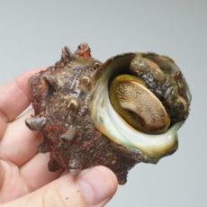 통영 뿔소라 1kg 자연산 산지직송 소라 참소라 회 자숙 소라살 해녀가 잡은 뿔소라, 1개