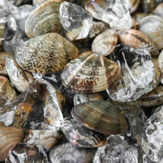 방금 조업한 바지락 생물 남해안, 1박스, 참바지락 1kg (110미 내외)