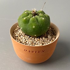 기선옥 - 움푹 파인 보조개가 귀여운 선인장, 독일토분 완성분 (모카색상), 1개