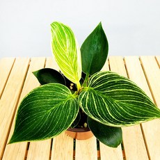 에덴플랜트 필로덴드론 버킨 콩고 소품 무늬콩고 콩고나무 수경재배 반려식물 반려식물, 1개