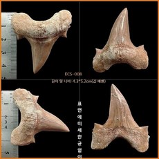 고대 상어 메갈로돈 이빨 화석 실물 표본 전시 수집용 해양 화석, ECS-008(아크릴박스 포함)