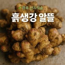 [온곳간] 경북 흙생강 알뜰 / 생강즙용 잡내제거용 실속형 / 국산 생강, 1박스, 1kg