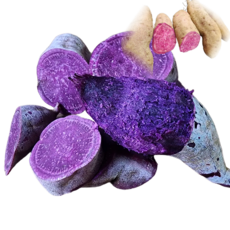 고구마 자색고구마 햇고구마 영주 국산, 1개, 자색고구마 1kg