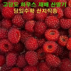 십이계절 산딸기 생과 생산딸기 달콤한 햇산딸기 라즈베리 당일수확 산지직송, 1개, 500g (250g 2팩)