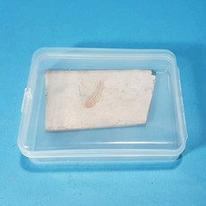 물고기 화석(실물) (KSIC-15009)