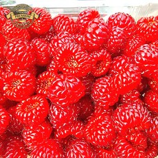 [프리미엄 백화점 납품중 산딸기] 국내산 경남 지역 햇 산딸기생과 새벽 수확 배송 신선도 보장, 1개, 정품 산딸기 생과 250g