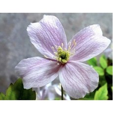 갠이불농원 몬테나으아리-분홍 야생화, 1개