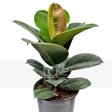 꽃사랑식물나라 소피아고무나무(중품) 인도고무 상록교목 관엽 실내원예 인테리어 플랜테리어, 1개