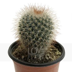 성성환-마밀라리아계/돌기선인장/풍성한가시, 1개