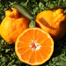 [장인명품] 탱글탱글 꿀과즙팡팡 제주 한라봉, 1개, 3kg