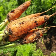 제주 구좌 흙 당근 아삭당근 중 사이즈, 1개, 중 5kg(실중량4.5kg)