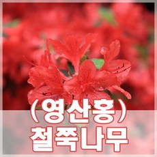 [현대조경농원]철쭉나무 묘목 영산홍 / 자산홍 / 백철쭉 H0.3, 영산홍(수량 5단위 주문), 1개