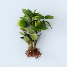 마이플랜트 산호수 세척 모종 소형 수경재배식물, 3개