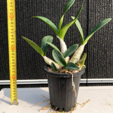 농장직송 석곡 단정학 무늬, 1개, 대명석곡