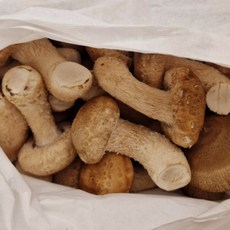 싱싱햇 경북 일품 무농약 송향버섯 송화 송화고 버섯, 못난이, 1박스, 1kg(25-35개)