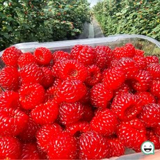 국내산 산딸기 생과 26년 첫수확 새콤달콤 제철과일, 2개, 국내산 산딸기 250G