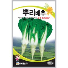 세계종묘 뿌리배추 씨앗 2000립, 1개