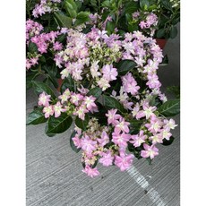 霏霏園藝 重瓣藍繡球，紅色，6-7吋盆, 1個