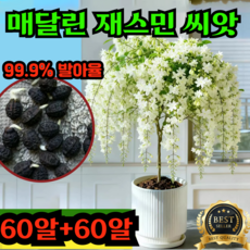 [AAA급]행잉 자스민 짜스민 꽃나무 씨앗 향기로운 재스민 매달린 재스민 씨앗 발알율 높음 초보자 쉬운 재배, 120개